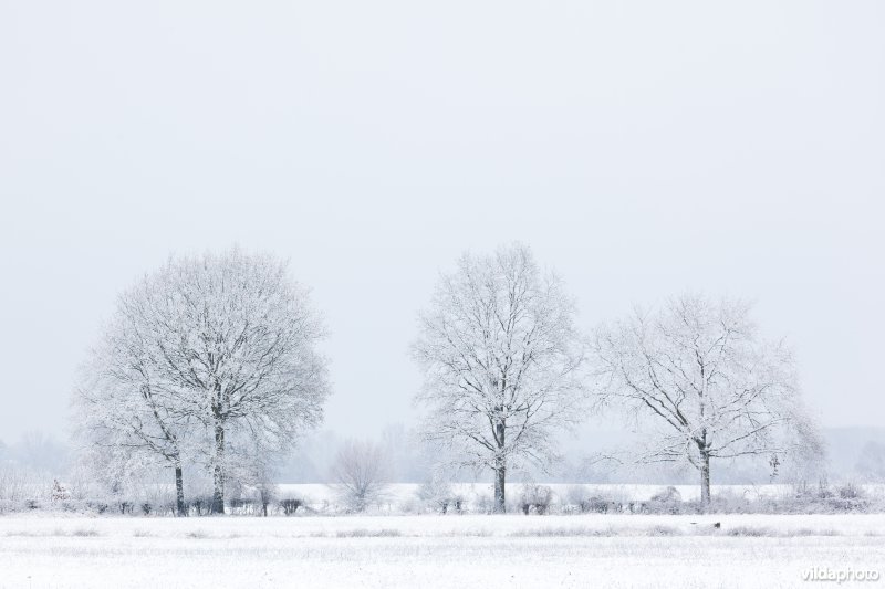 Besneeuwde bomen