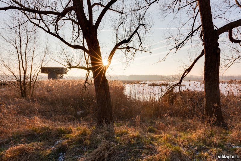 Winterzon aan het Vinne