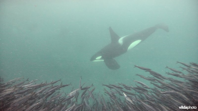 Orca jaagt op Haring