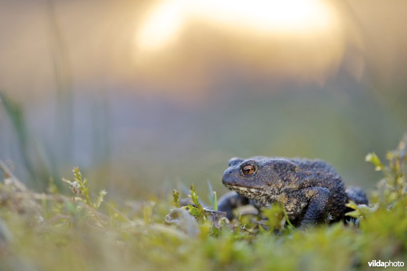 gewone pad bij zonsondergang