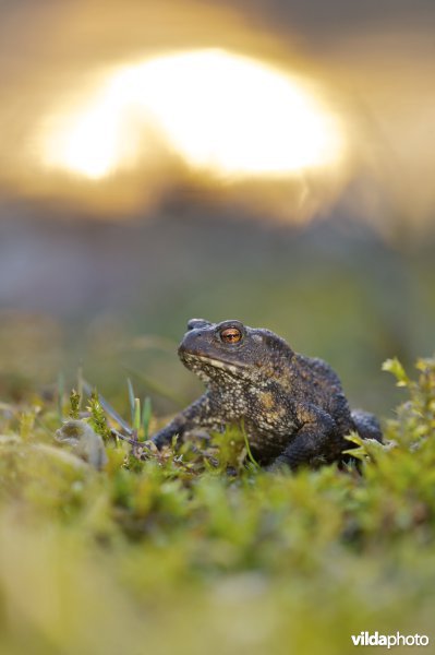 gewone pad bij zonsondergang