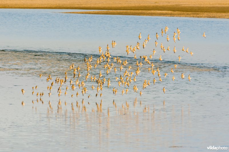 Een vlucht Kanoetstrandlopers