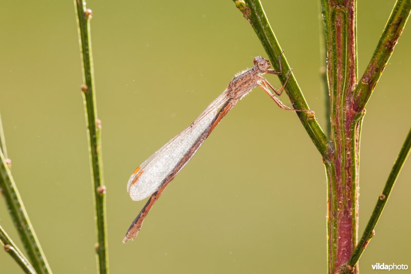 Overwinterende Noordse winterjuffer