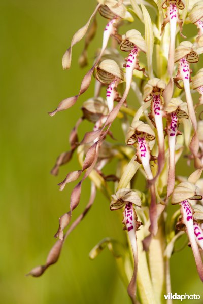 Bokkenorchis