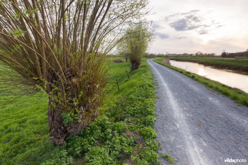 Knotwilgen op de Dijledijk