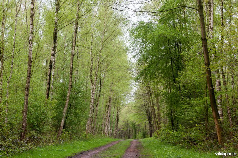 Alserbos