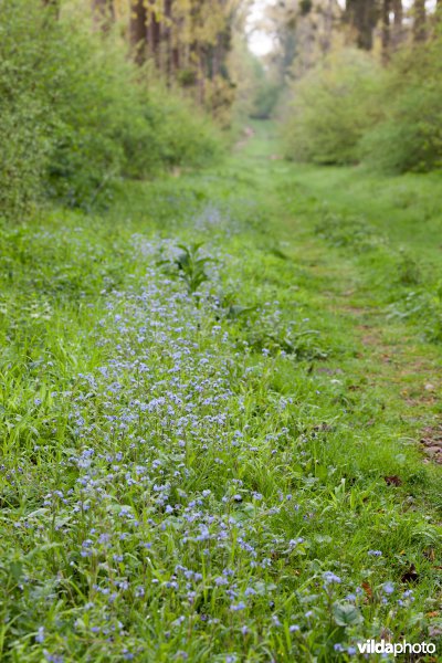 Grootbos