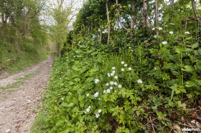Veursbos-Roodbos-Vossenaerde