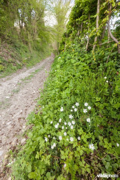 Veursbos-Roodbos-Vossenaerde