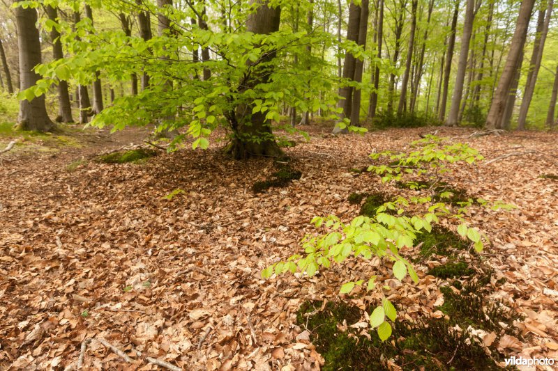 Veursbos-Roodbos-Vossenaerde