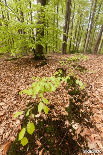 Veursbos-Roodbos-Vossenaerde