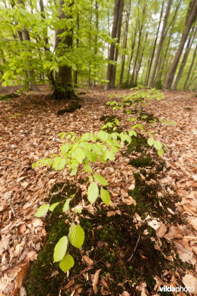 Veursbos-Roodbos-Vossenaerde