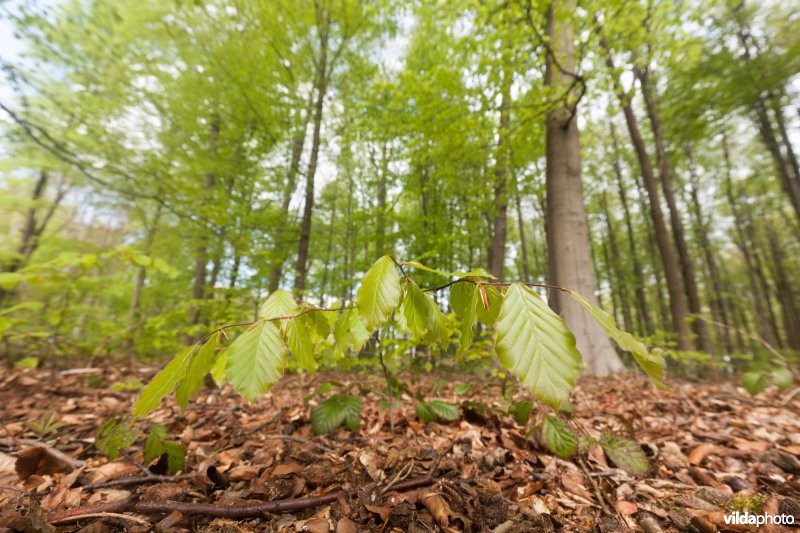 Veursbos-Roodbos-Vossenaerde