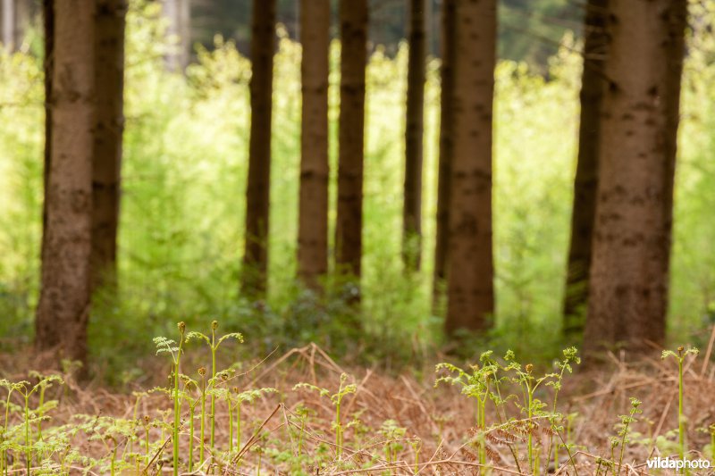Veursbos-Roodbos-Vossenaerde