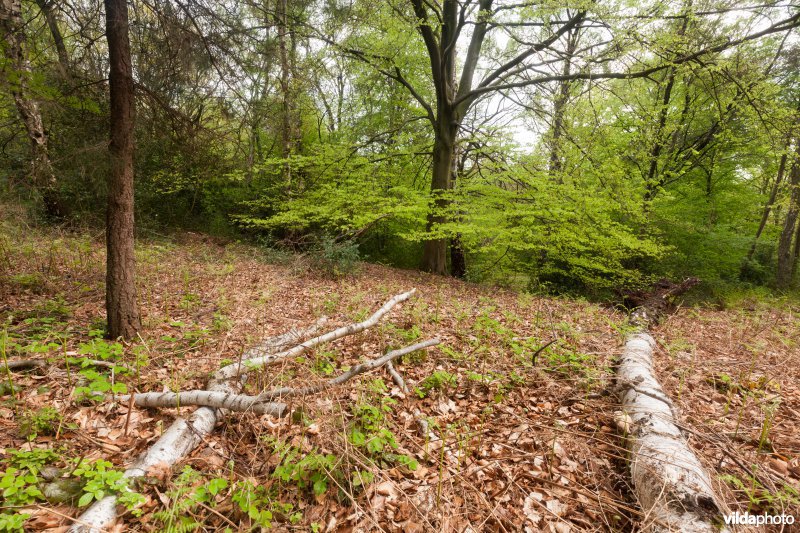 Veursbos-Roodbos-Vossenaerde