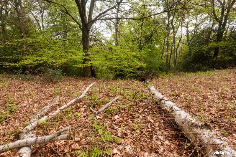 Veursbos-Roodbos-Vossenaerde