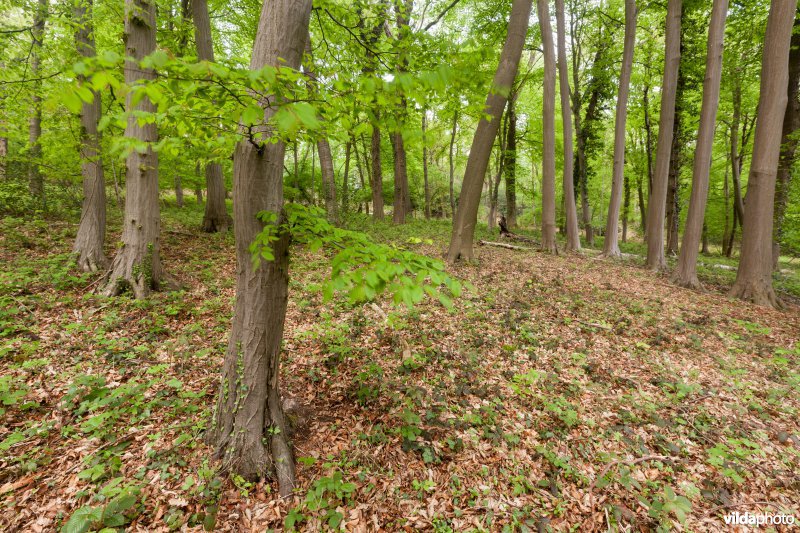 Veursbos-Roodbos-Vossenaerde