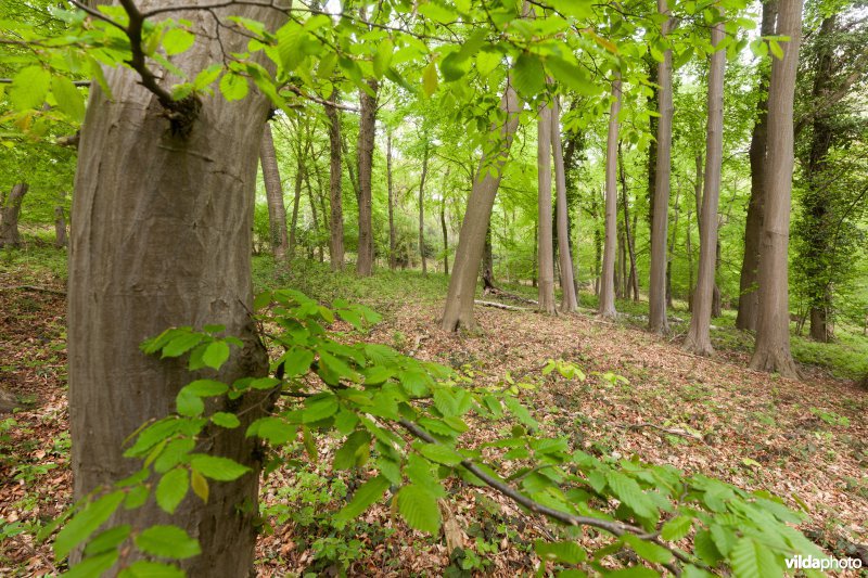 Veursbos-Roodbos-Vossenaerde