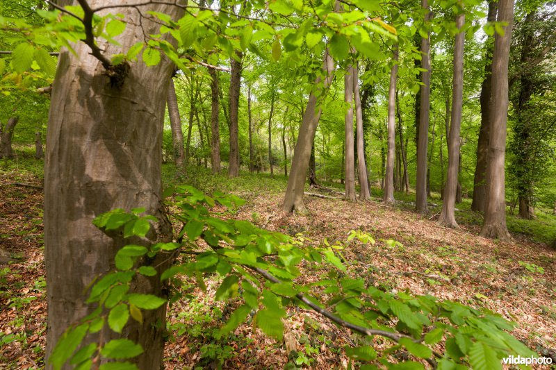 Veursbos-Roodbos-Vossenaerde