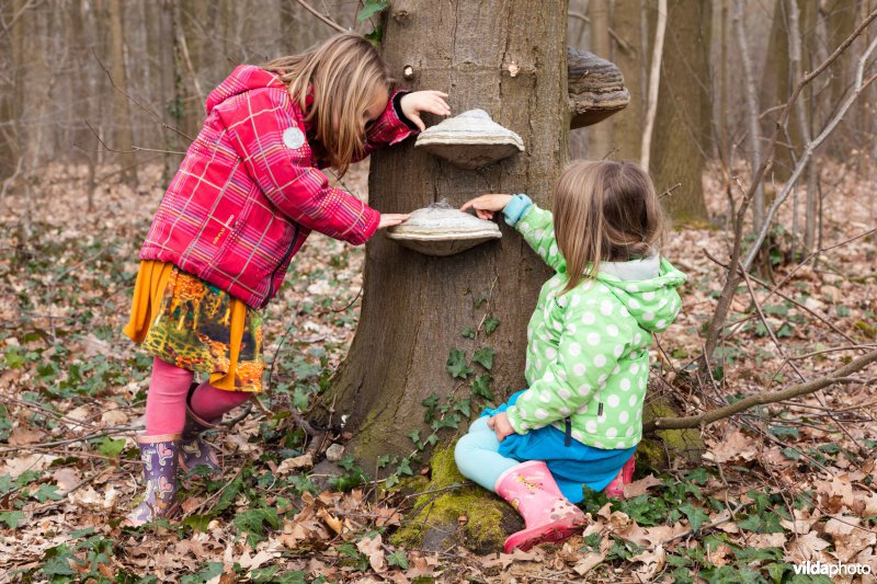 Paddestoelen onderzoeken