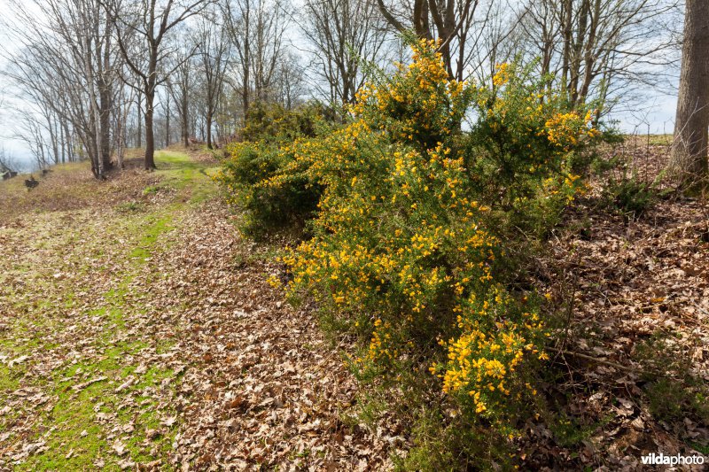 Gaspeldoorn in bloei