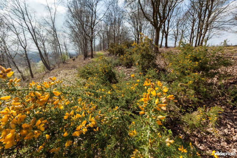 Gaspeldoorn in bloei