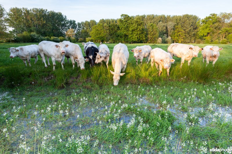 Koeien aan oude meander