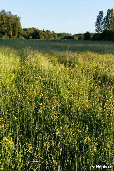 Bloemrijk grasland