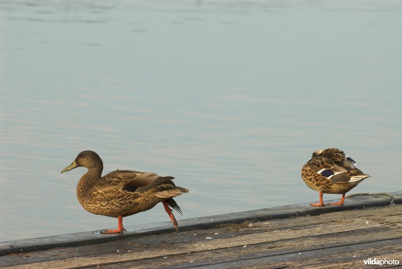 Wilde eenden in De Gavers