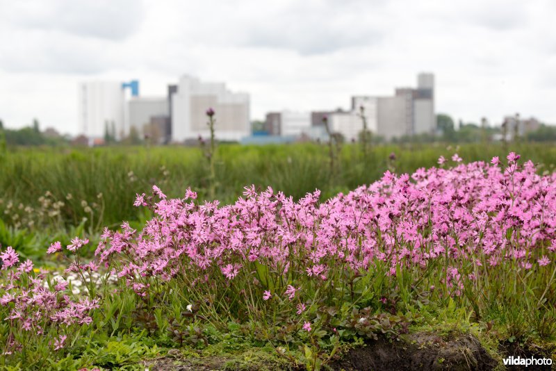 Echte koekoeksbloem