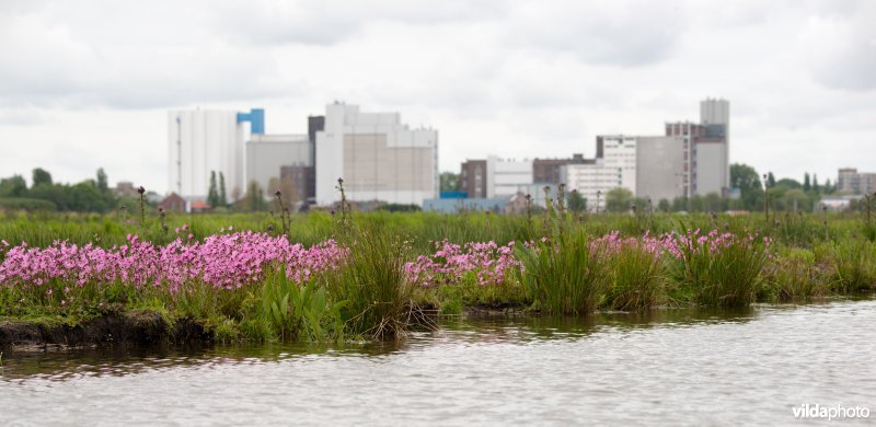 Echte koekoeksbloem