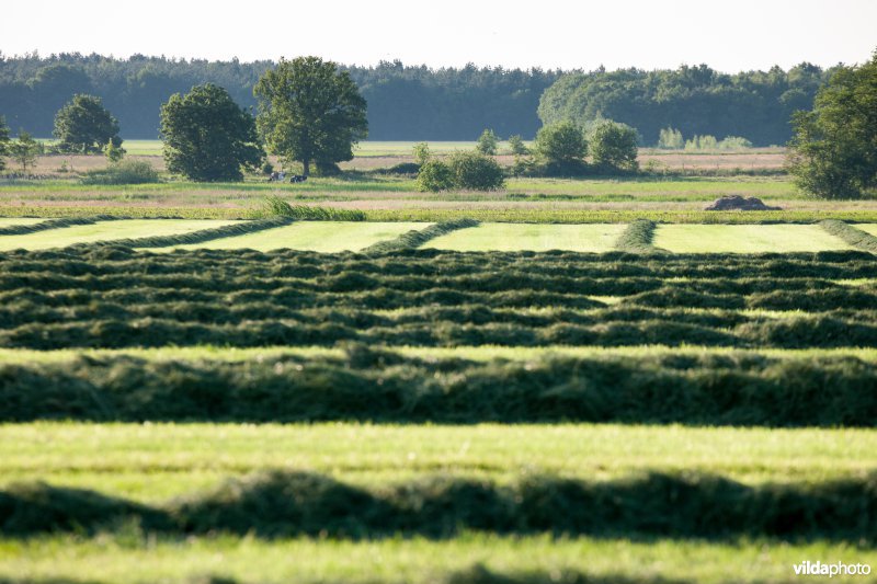 Landbouwlandschap