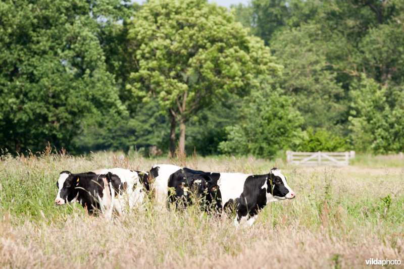 Extensieve begrazing