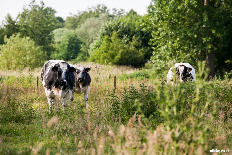 Extensieve begrazing