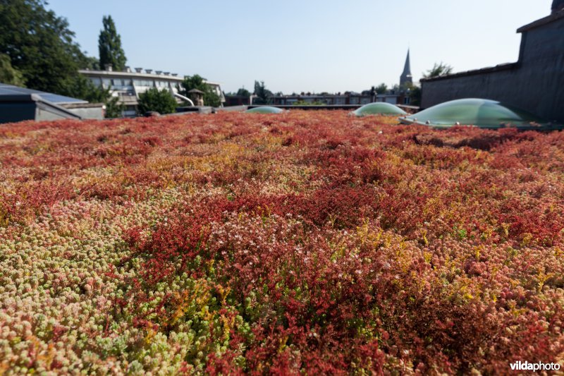 Groendak in stedelijke omgeving