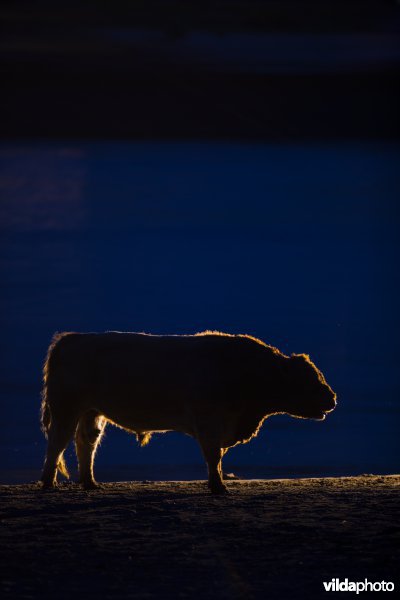 Galloway stier in de Geldersche Poort