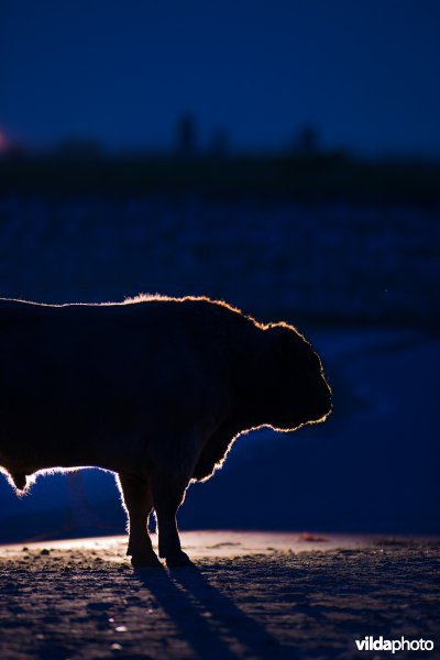 Galloway stier in de Geldersche Poort