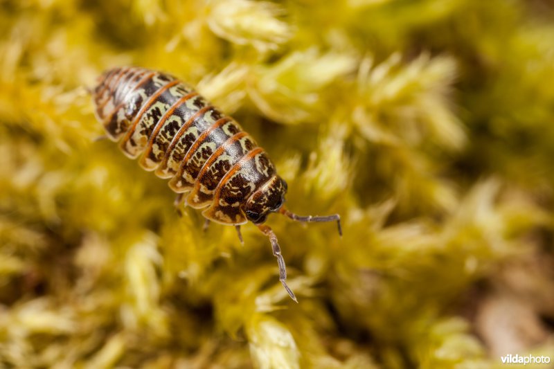 Kleuroproller