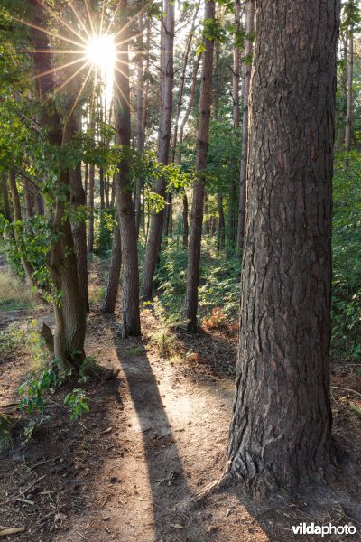 Kronkelend wandelpad