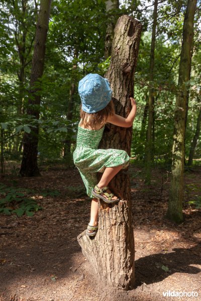 Klimmen als een eekhoorn