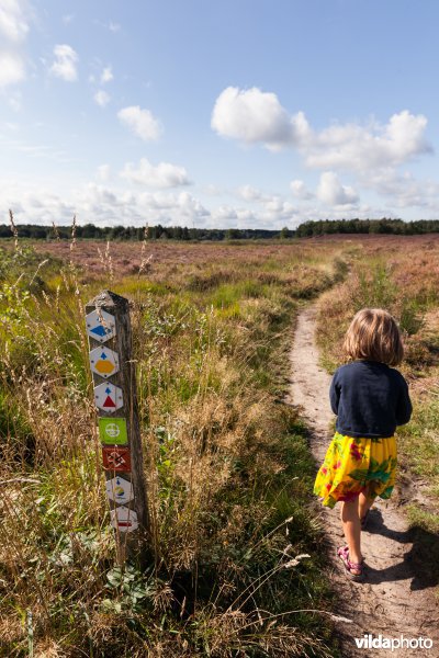 Wandelen op de heide