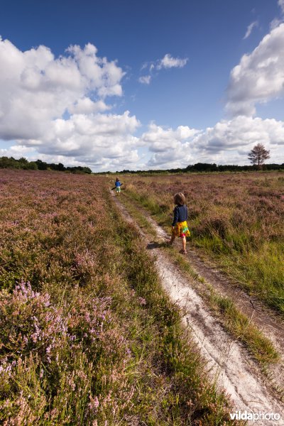 Wandelpad op de heide