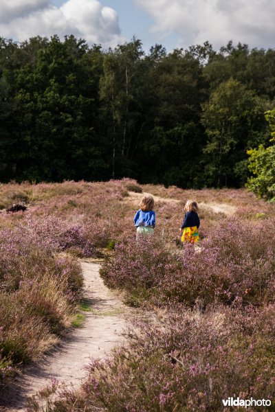 Wandelpad op de heide