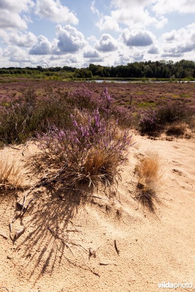 Bloeiende struikheide op een landduin