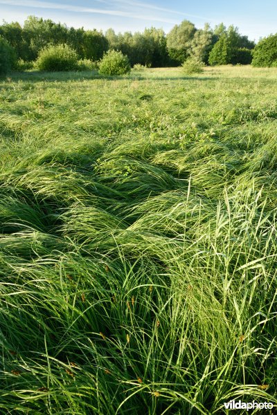 Natuurreservaat Jansveld langs de Zwalm