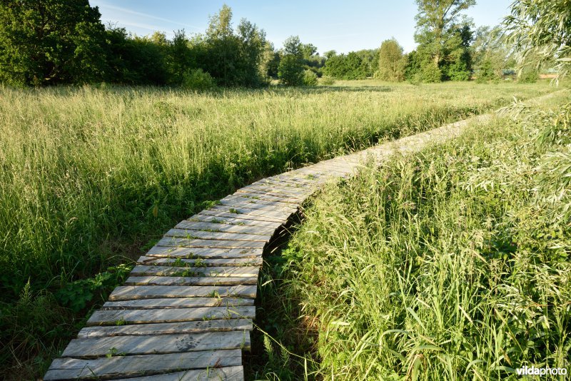 Natuurreservaat Jansveld langs de Zwalm