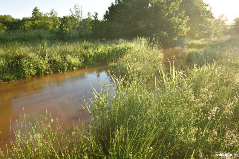 Natuurreservaat De Vennen