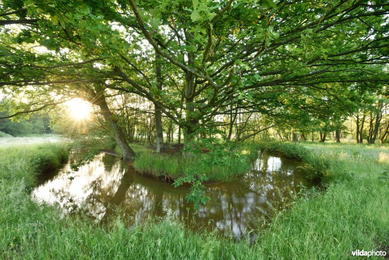 Natuurreservaat De Vennen