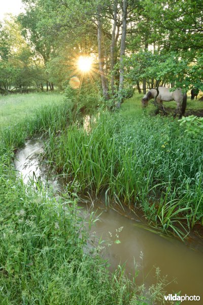 Natuurreservaat De Vennen