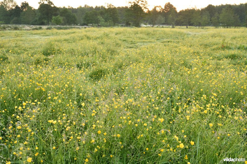 Natuurreservaat De Vennen